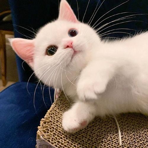 娱乐吃瓜酱牛奶猫,揭秘牛奶猫的神秘魅力  第3张